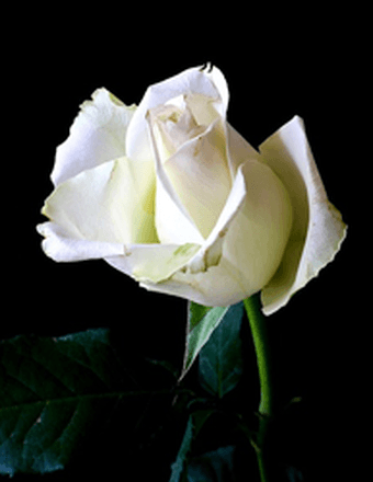 Cathy Ann Mayabb Obituary